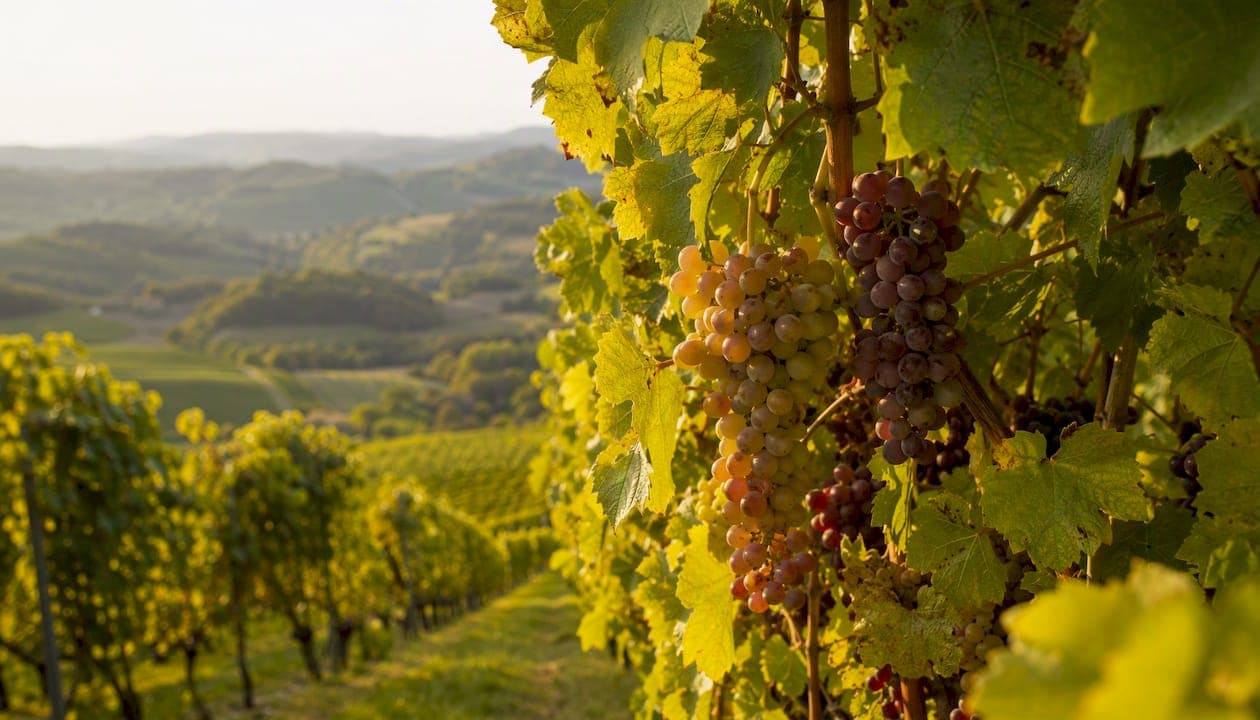 Badische Rebsorten im Überblick: Der Weinliebhaber-Guide